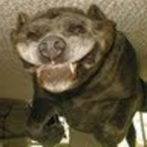 Meet your Posher, Addison